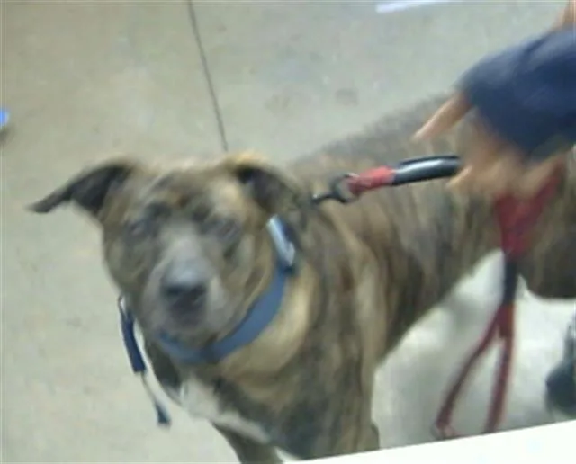 An adult large-sized female Mixed Breed dog named Sabelt for adoption in Dallas, TX