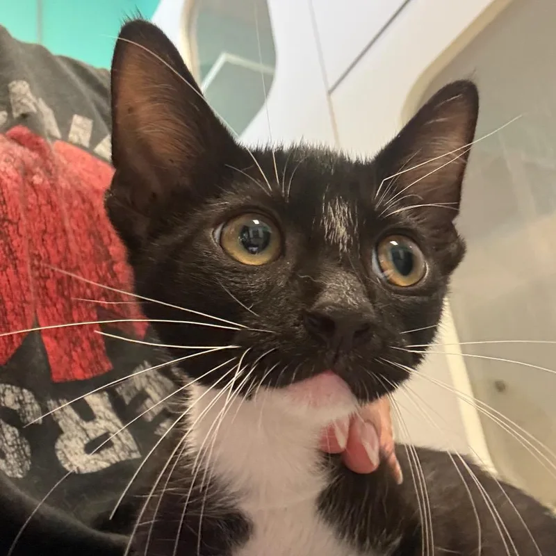 A baby small-sized male Black Domestic Short Hair cat named Brazos for adoption in Lake Jackson, TX
