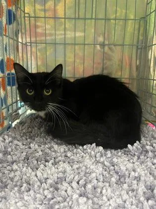 A baby medium-sized female Domestic Short Hair cat named Hope for adoption in Gainesville, FL