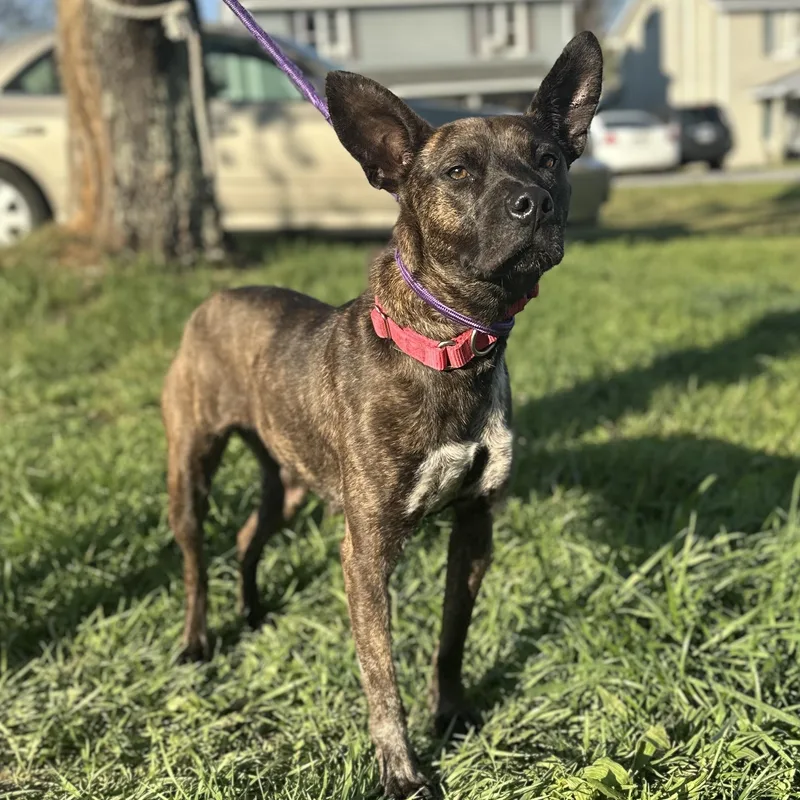 Cat Woman thumbnail 2