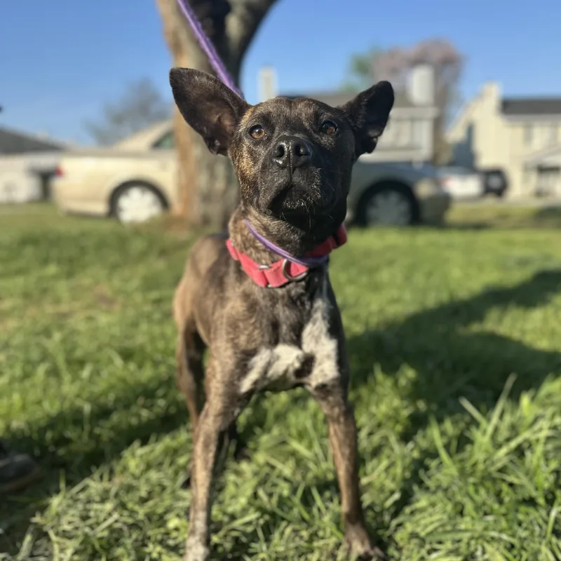 Cat Woman thumbnail 3