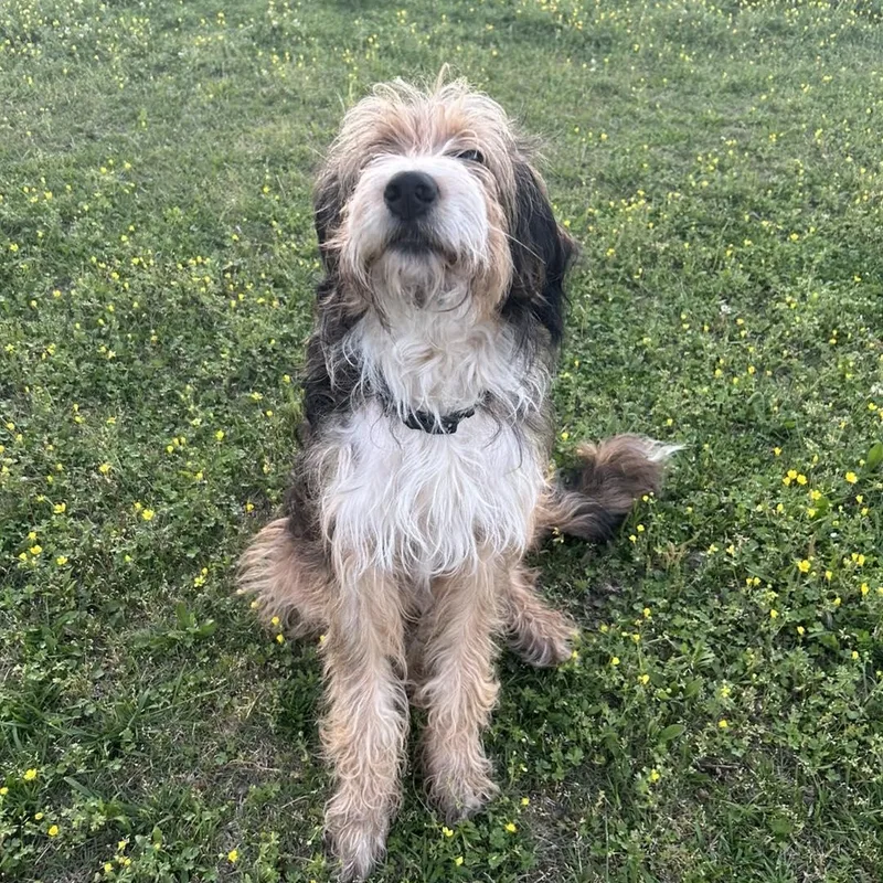 A young medium-sized female Bernadoodle dog named Birdie for adoption in Yukon, OK