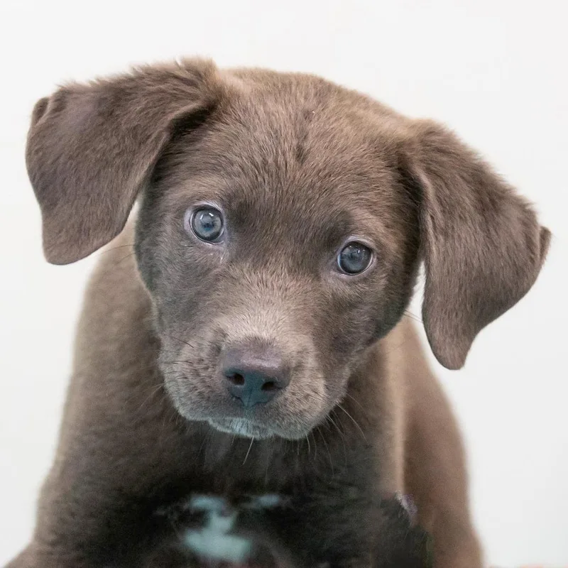 A baby small-sized female Gray / Blue / Silver Mixed Breed dog named Mary Puppins for adoption in Cartersville, GA