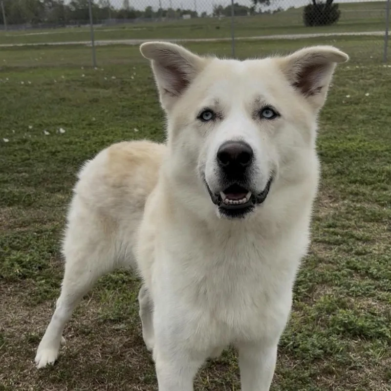 An adult medium-sized male White / Cream Husky dog named Blitz for adoption in Cedarburg, WI