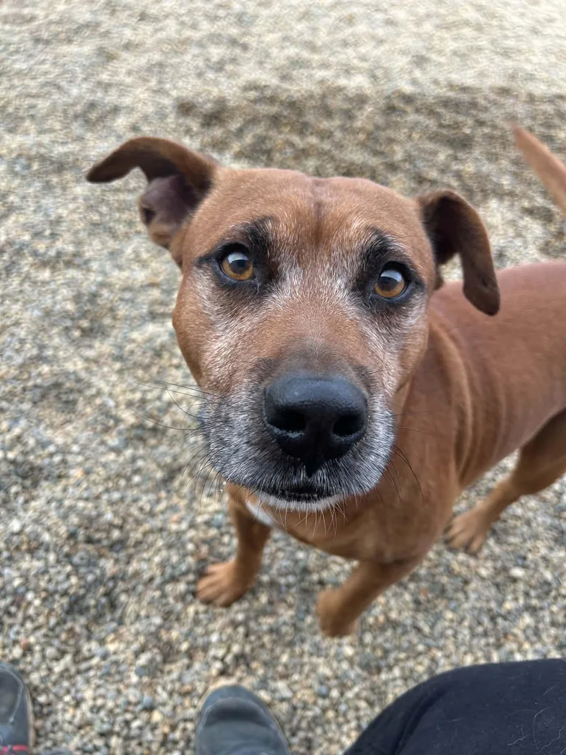 An adult medium-sized male Red / Chestnut / Orange Beagle dog named Hermin for adoption in Kalamazoo, MI