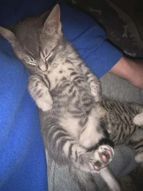 A baby medium-sized female Tabby (Gray / Blue / Silver) Domestic Short Hair cat named Gabriella for adoption in Greenville, NC