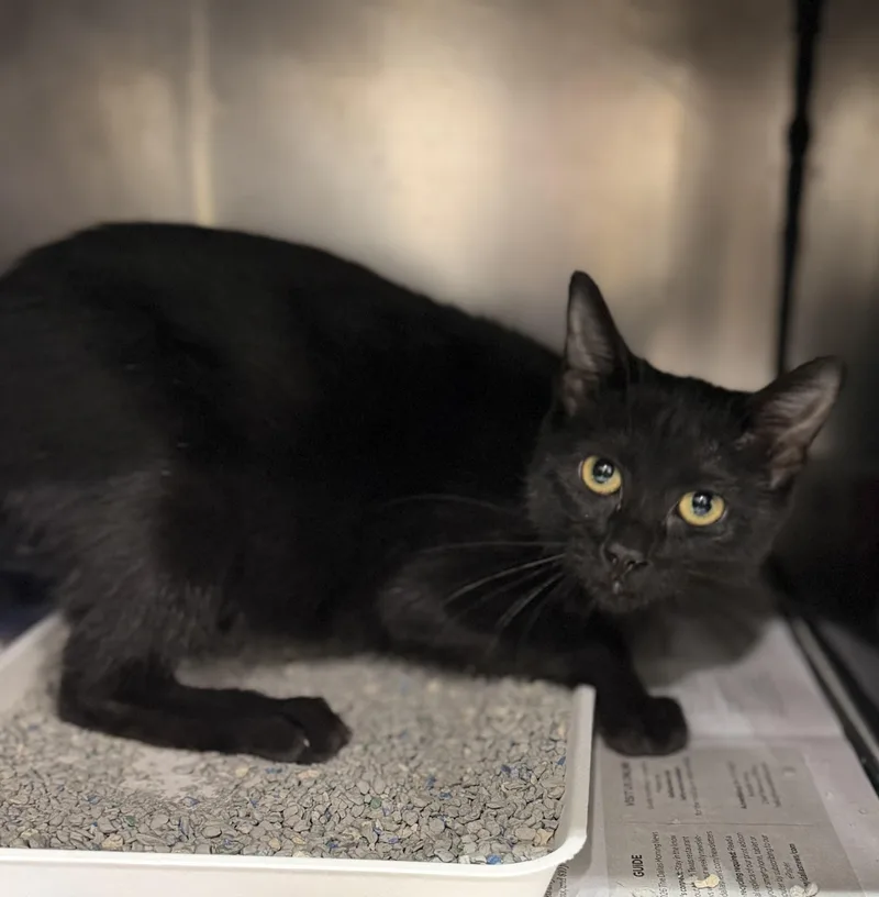A young medium-sized female Black Domestic Short Hair cat named Helium for adoption in Sherman, TX