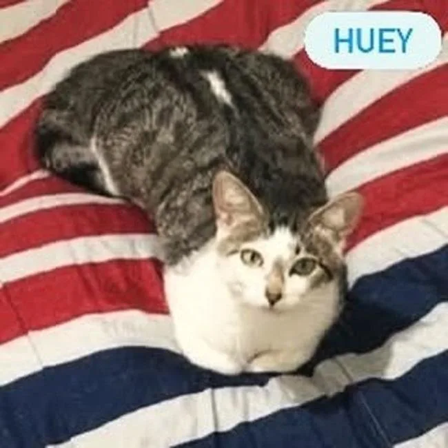 A young large-sized male Domestic Short Hair cat named Huey for adoption in Pegram, TN