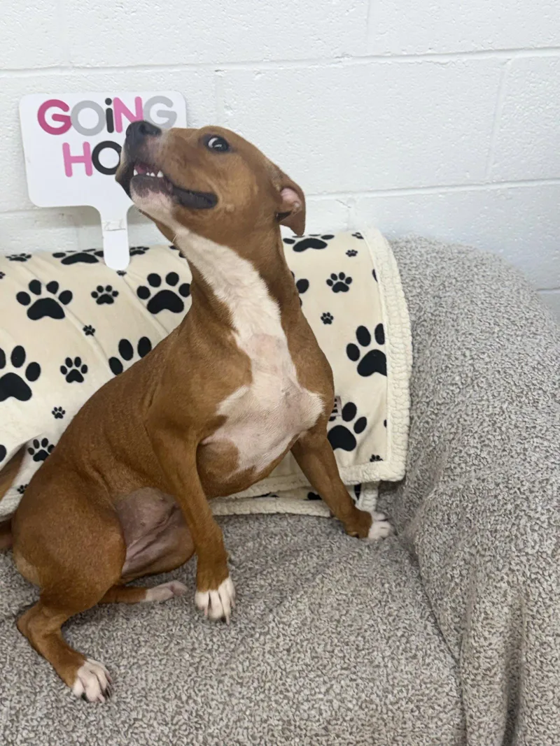 A young medium-sized female Pit Bull Terrier dog named Julie for adoption in York, SC