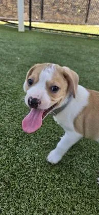 A baby small-sized male Terrier dog named Kramer for adoption in Daphne, AL