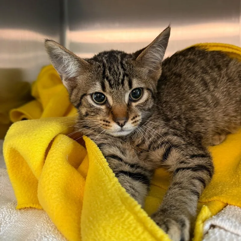 A baby small-sized female Brown / Chocolate Domestic Short Hair cat named Abigail for adoption in Sonoma, CA