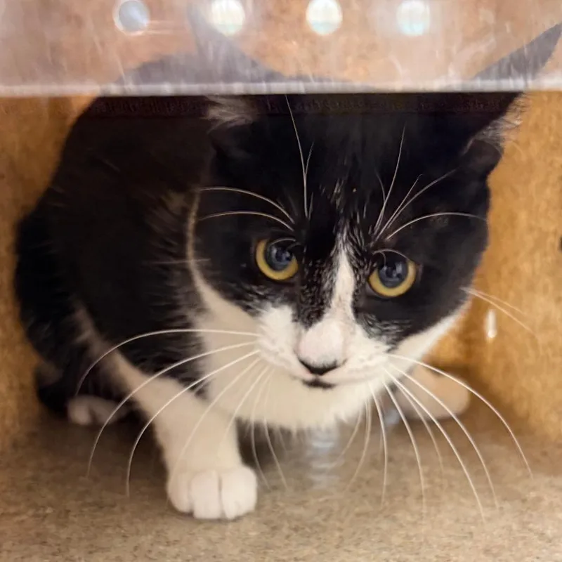 A young medium-sized male Black Domestic Short Hair cat named Kitter for adoption in Philadelphia, PA
