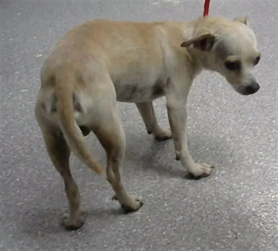 A young small-sized male Chihuahua dog named A for adoption in Pasadena, TX
