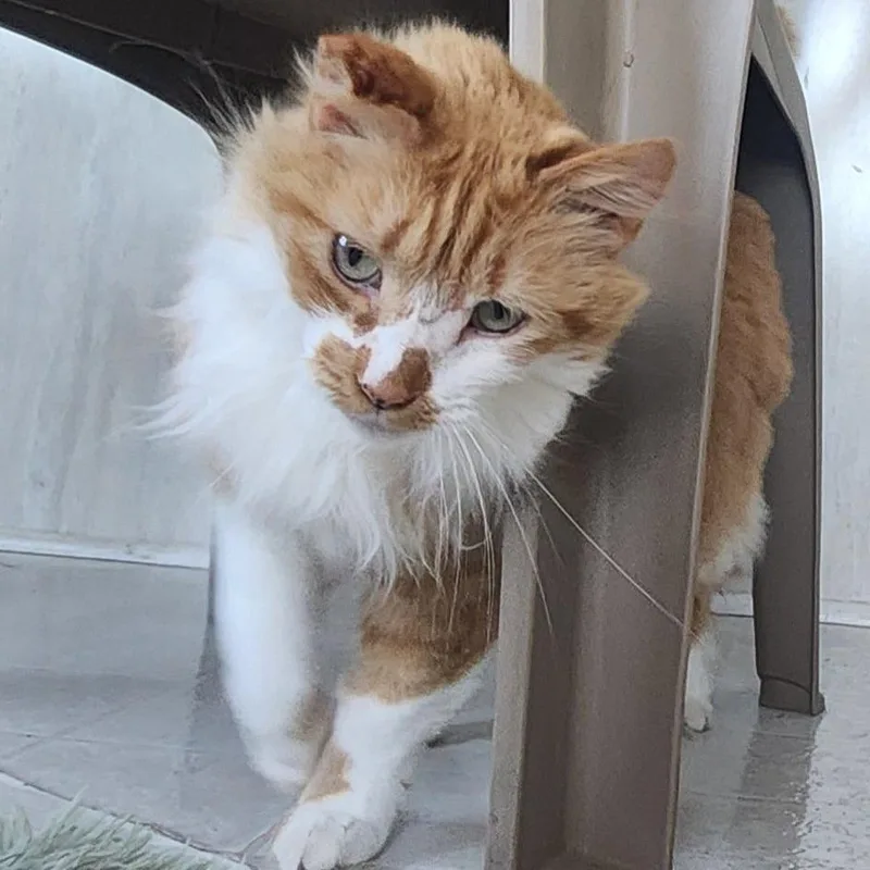 A senior medium-sized female White Domestic Long Hair cat named Maddie for adoption in Berkeley Springs, WV