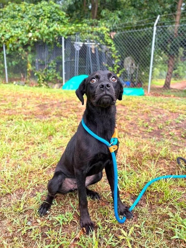 A young medium-sized female Mixed Breed dog named Inky for adoption in St. Albans, VT