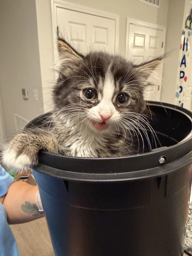 A baby medium-sized male Domestic Medium Hair cat named Benito for adoption in Herndon, VA