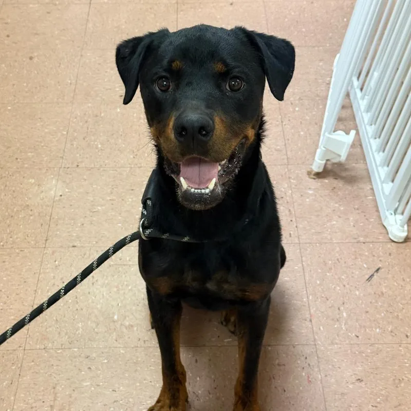 An adult large-sized male Black Rottweiler dog named Fabio for adoption in Fort Smith, AR