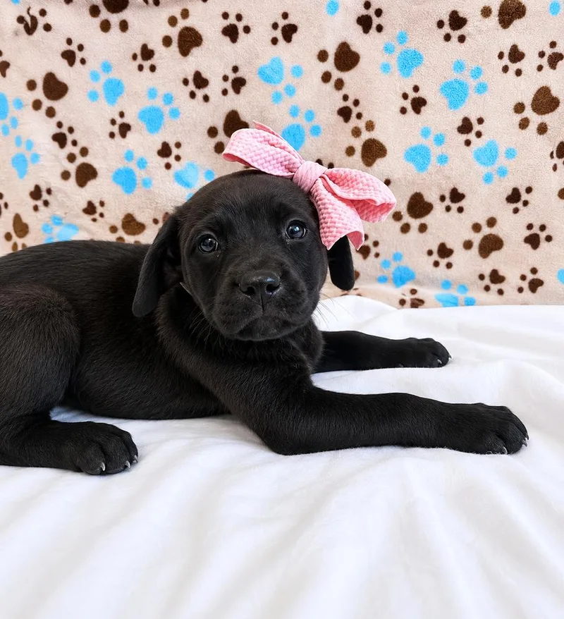 A baby small-sized female Mixed Breed dog named Blakely for adoption in Dickson, TN