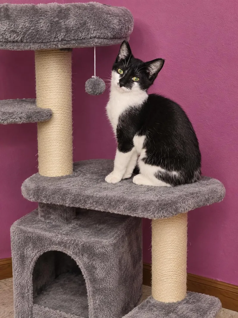 A young medium-sized female Domestic Short Hair cat named Gremlin for adoption in Belchertown, MA