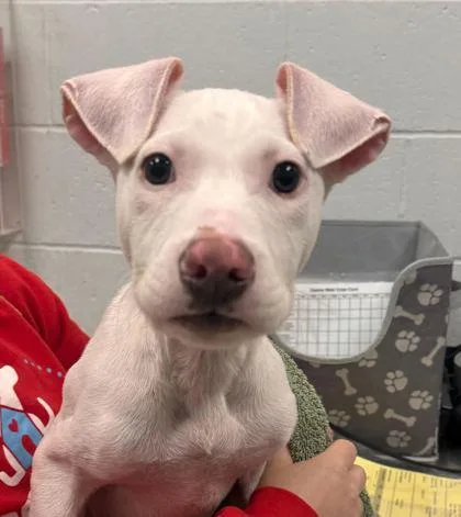 A baby small-sized male White / Cream Mixed Breed dog named Bubbles for adoption in Kansas City, MO