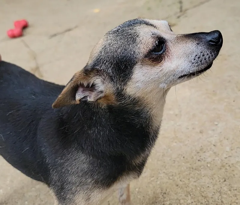 Pedro