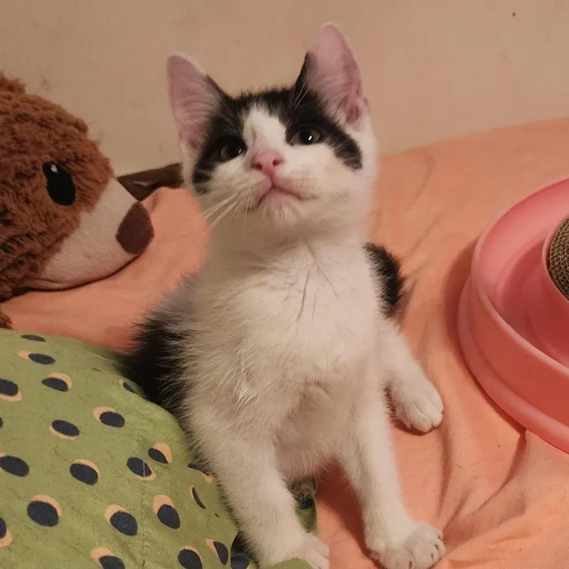 A baby small-sized male Black Domestic Short Hair cat named Walt for adoption in Birdsboro, PA