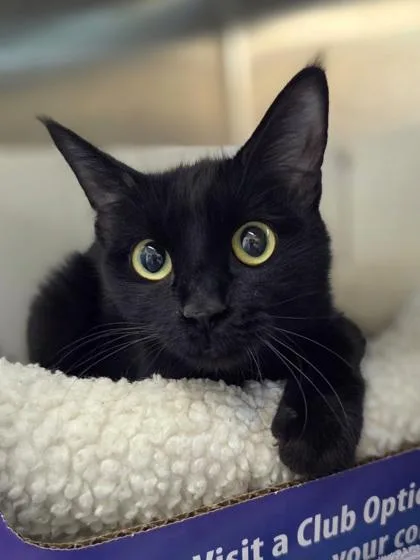 A young medium-sized female Domestic Short Hair cat named FireKeepers for adoption in Westland, MI