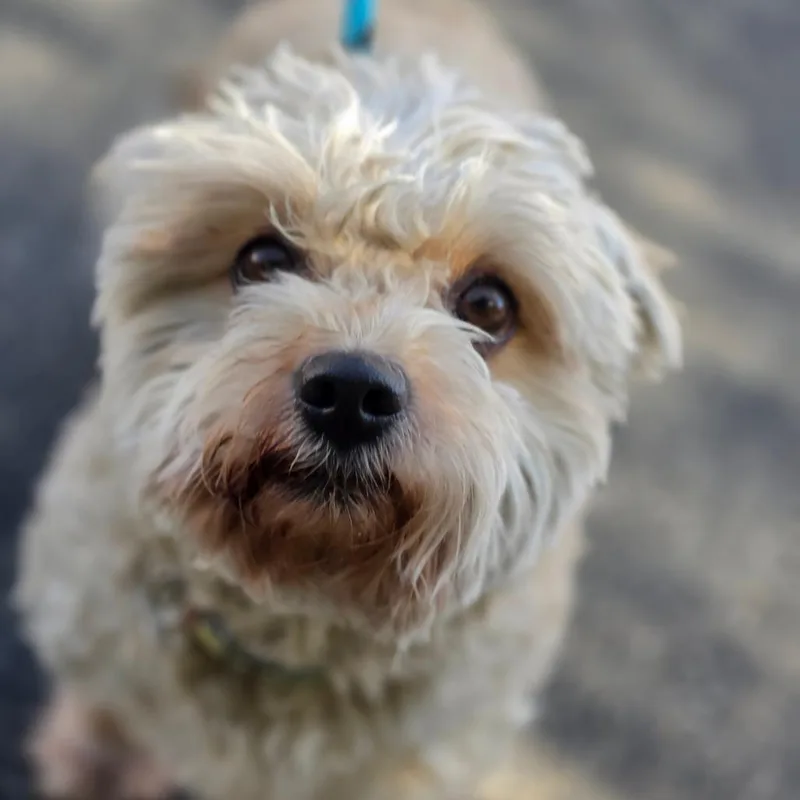 An adult small-sized male White / Cream Maltese dog named Pepe Chino Hills for adoption in Chino Hills, CA