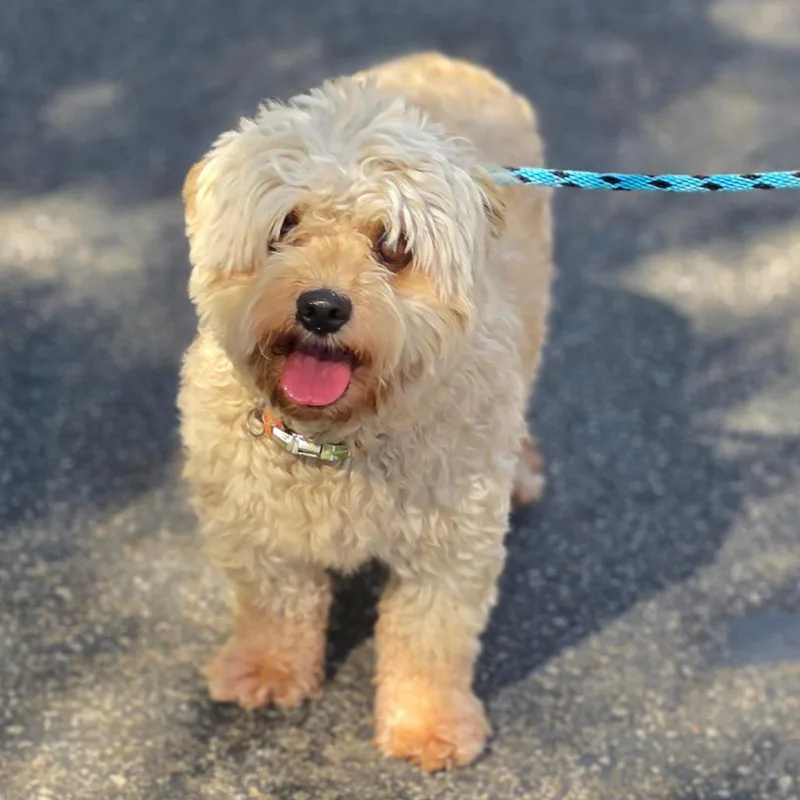 Pepe  Chino Hills thumbnail 4