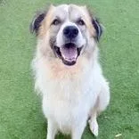 An adult large-sized male Great Pyrenees dog named Basha for adoption in Tampa, FL