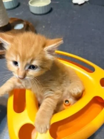 A baby small-sized male Tabby cat named Oriole for adoption in San Antonio, TX