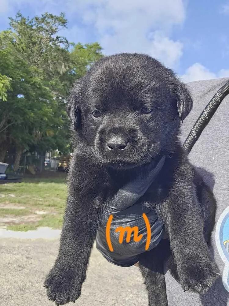 A baby small-sized male Black Labrador Retriever dog named Extra Credit for adoption in Lakeland, FL