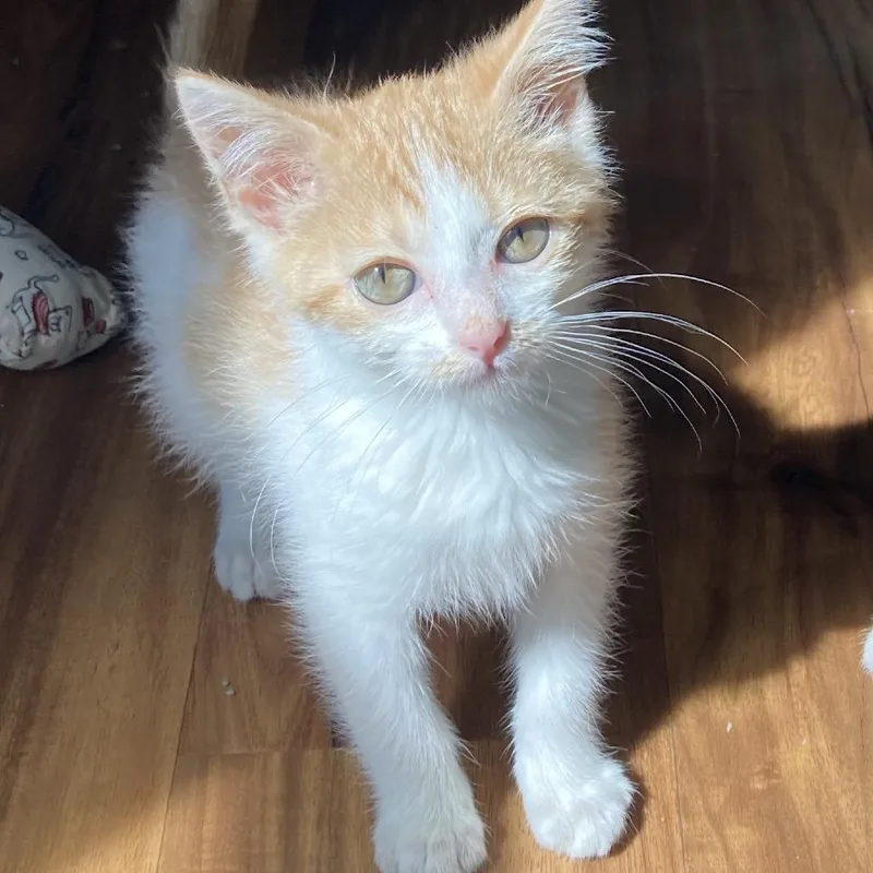 A baby small-sized female Orange / Red Domestic Short Hair cat named Kol Korran for adoption in Fredericksburg, VA