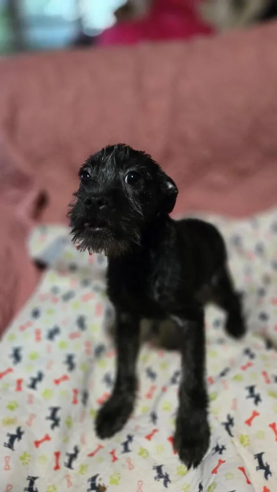 Bentley