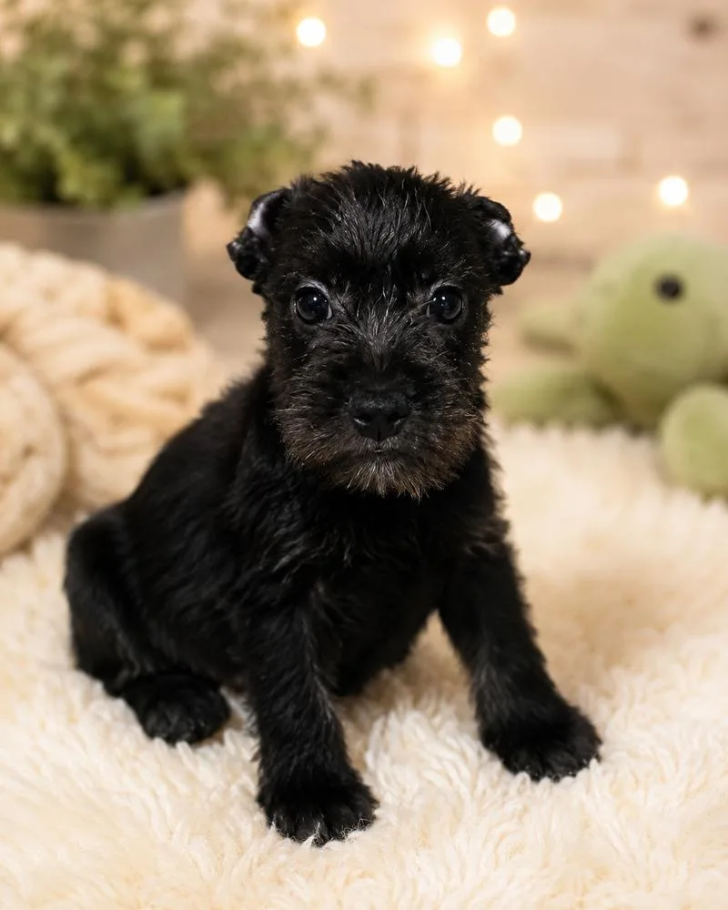 Bentley thumbnail 4