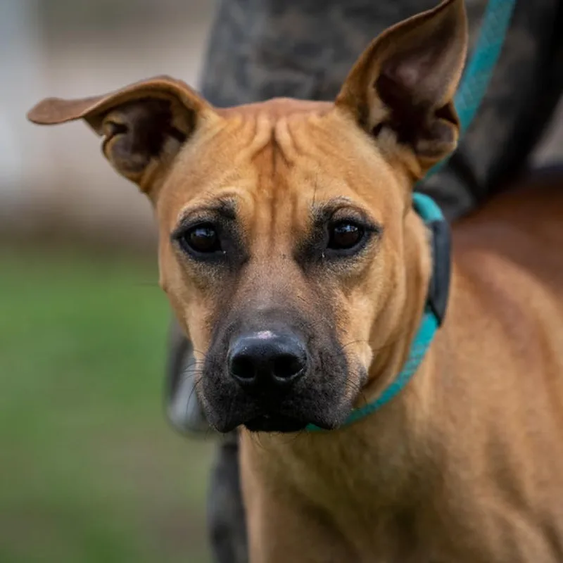 An adult medium-sized male Brown / Chocolate Pit Bull Terrier dog named Chook AKA Chaz JuM for adoption in Austin, TX