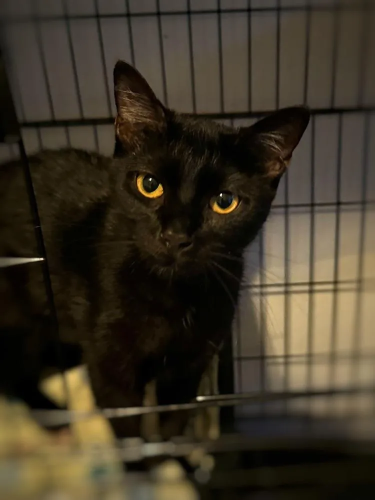 A young small-sized female Domestic Short Hair cat named Luna for adoption in Deland, FL
