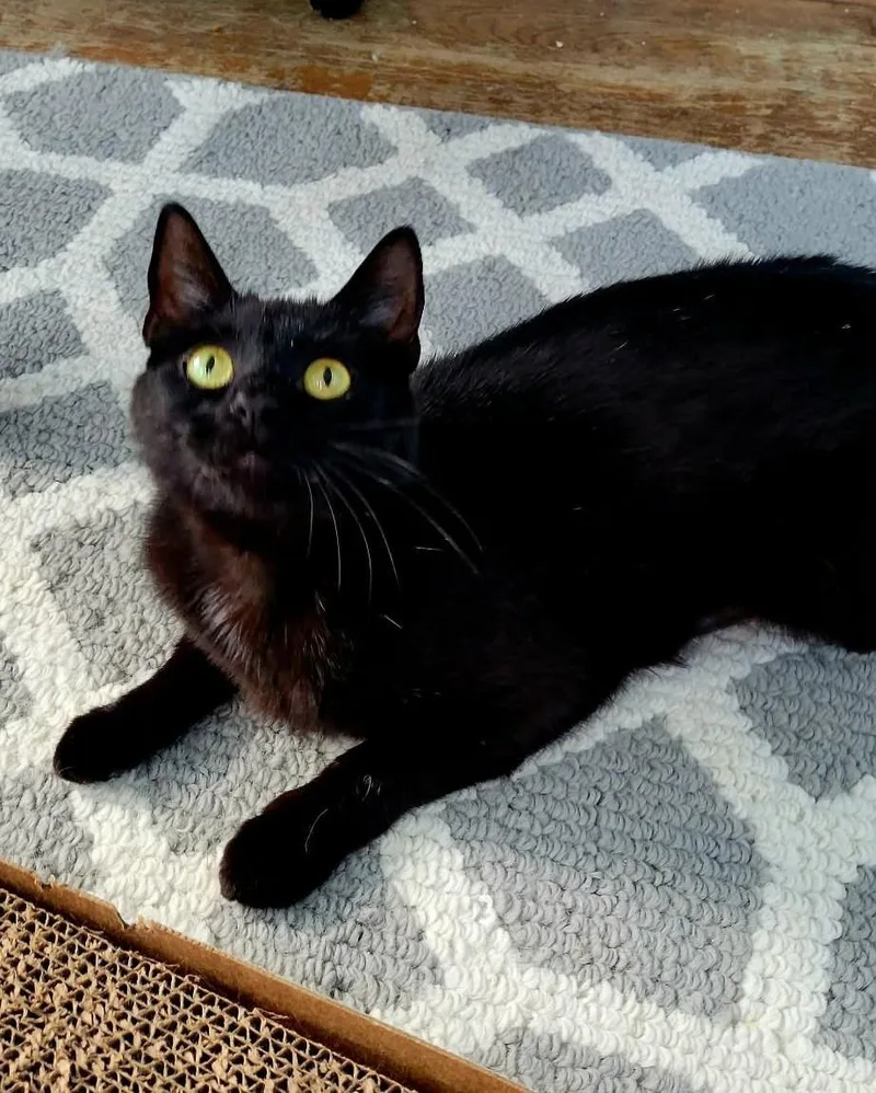 An adult medium-sized female Black Exotic Shorthair cat named Kit for adoption in Roslindale, MA