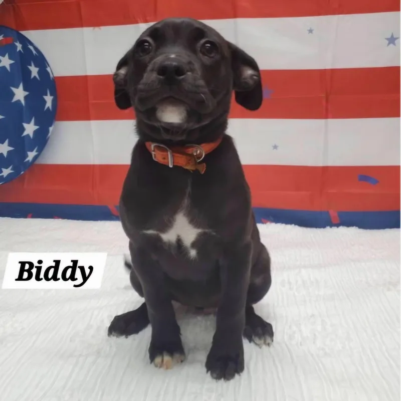 Biddy