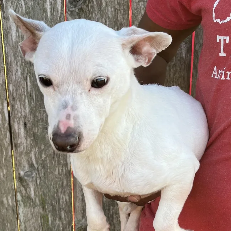 Rizzo  Local April thumbnail 2