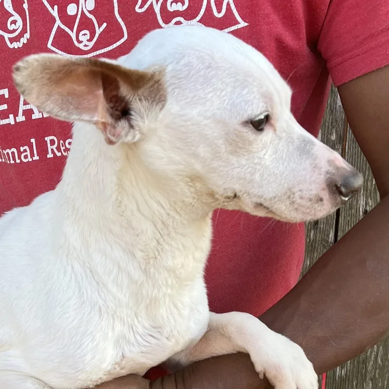 Rizzo  Local April thumbnail 3