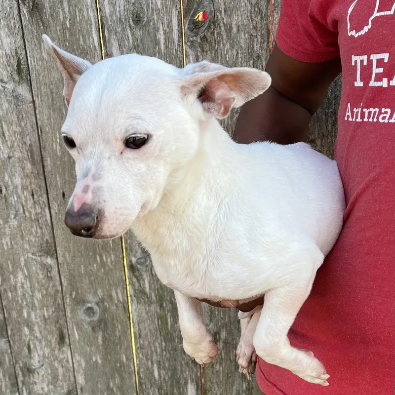 Rizzo  Local April thumbnail 4