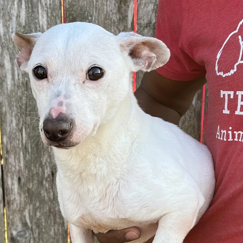 Rizzo  Local April thumbnail 5