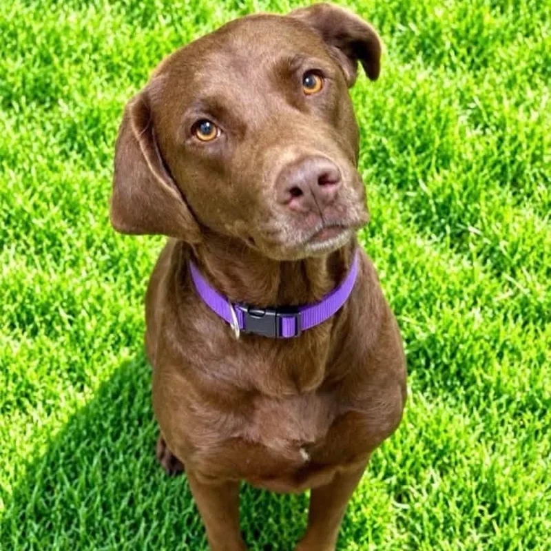 An adult large-sized female Chocolate Labrador Retriever dog named Samoa for adoption in Battle Creek, MI