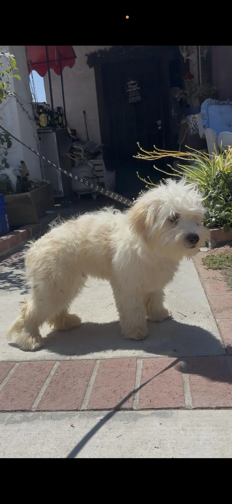 Presley  The Cutie thumbnail 2
