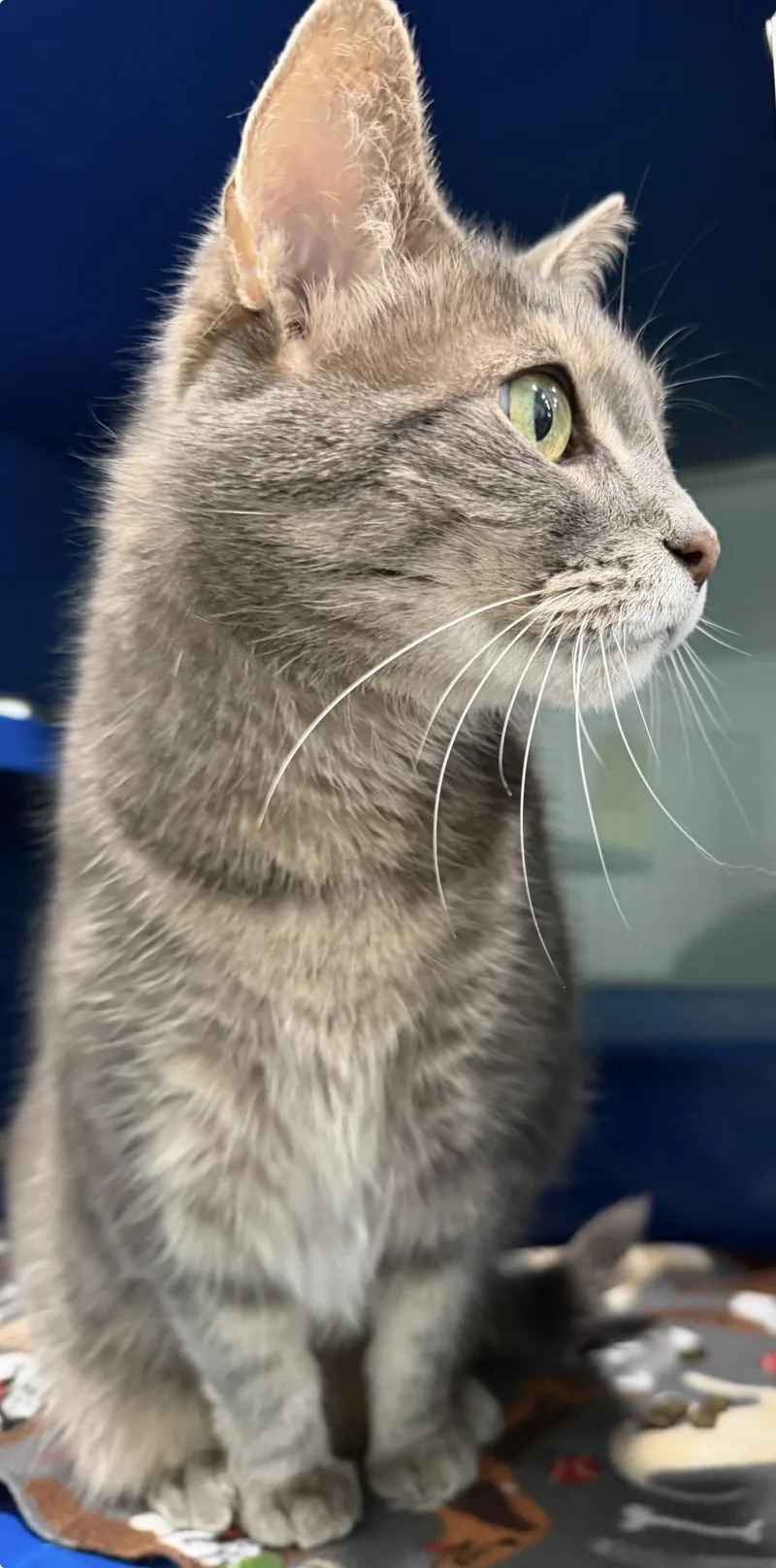 An adult medium-sized female Tabby (Gray / Blue / Silver) Domestic Short Hair cat named Olivia for adoption in Sault Sainte Marie, MI