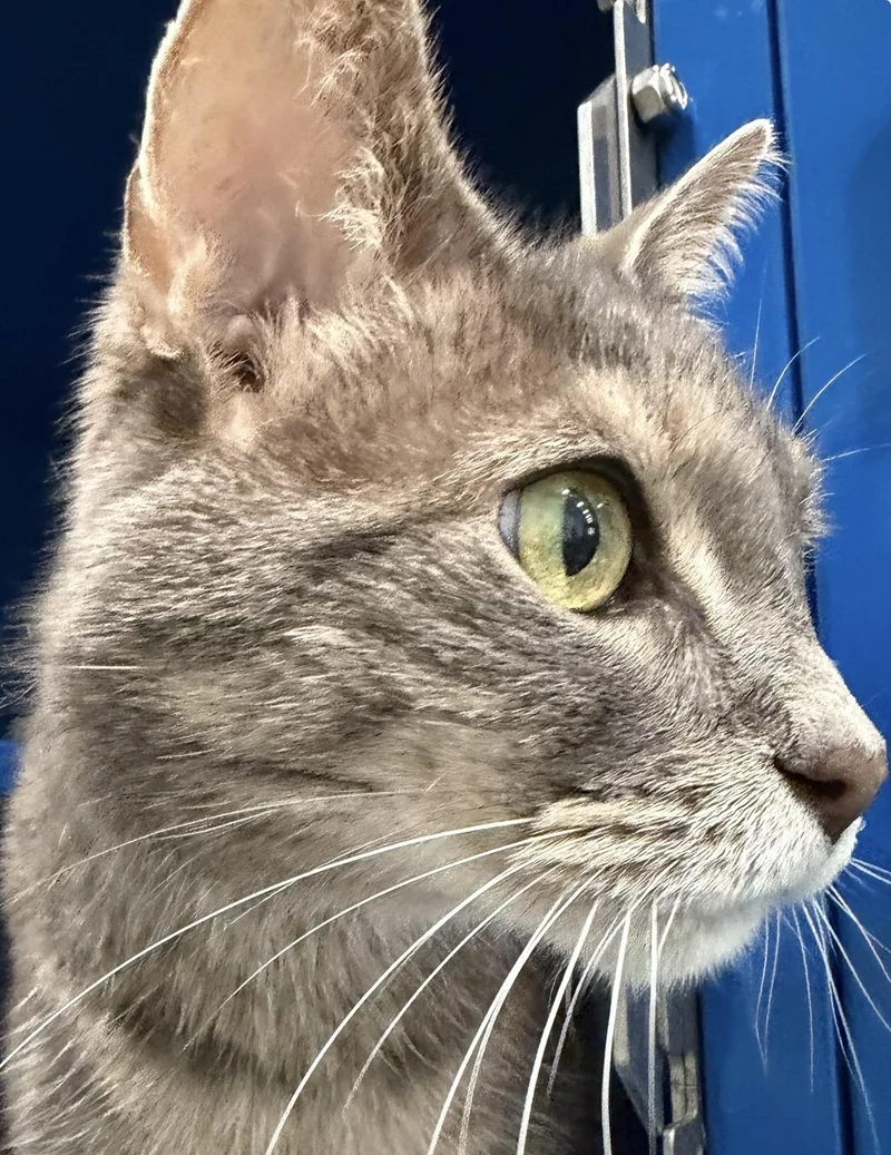 Olivia thumbnail 4