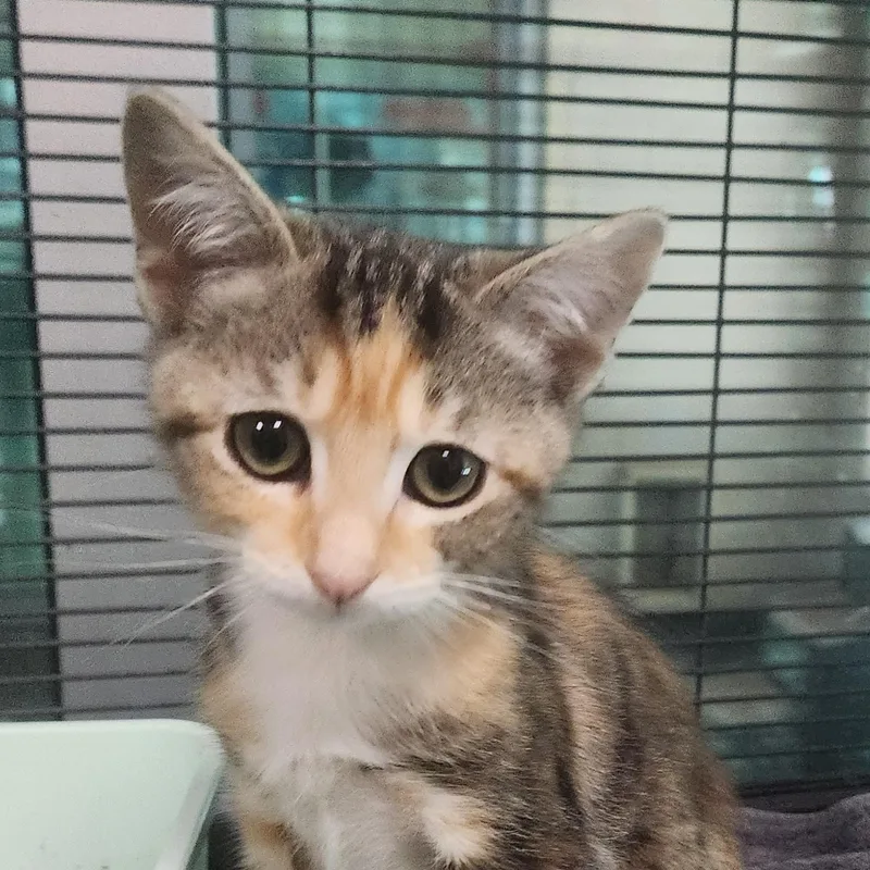 A baby medium-sized female Torbie Domestic Short Hair cat named Peekaboo for adoption in Charleston, SC
