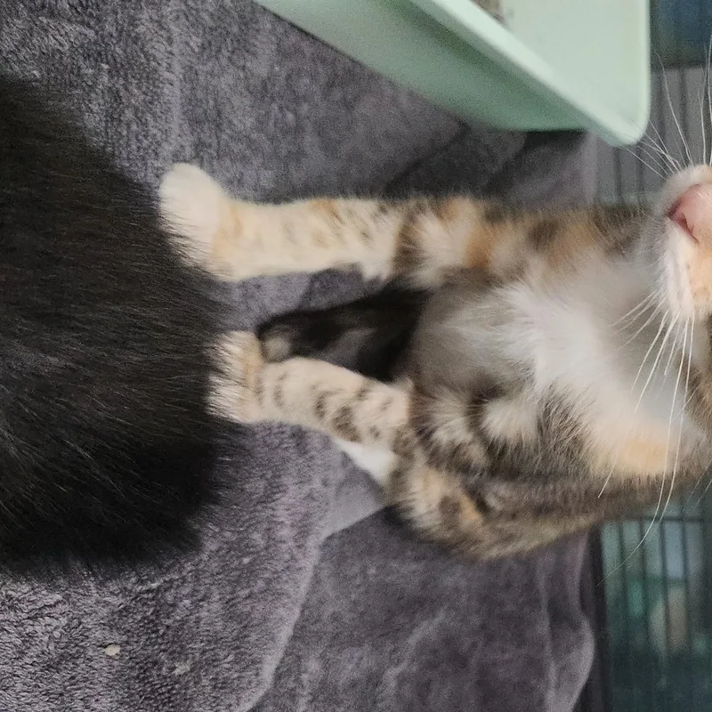 Peekaboo thumbnail 2