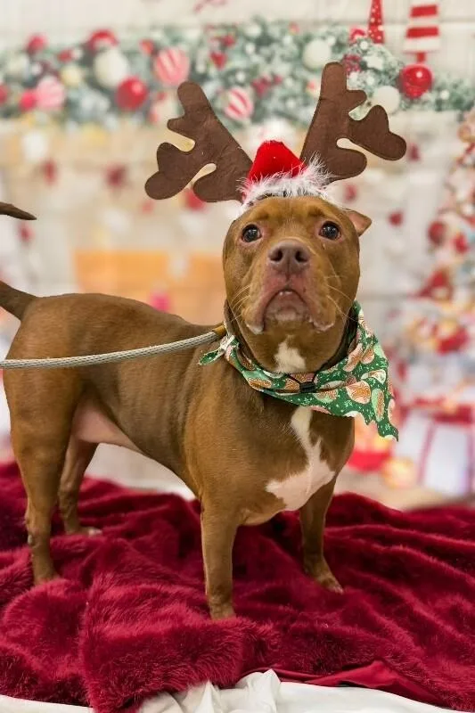 An adult medium-sized female Mixed Breed dog named Fawn for adoption in Miamitown, OH